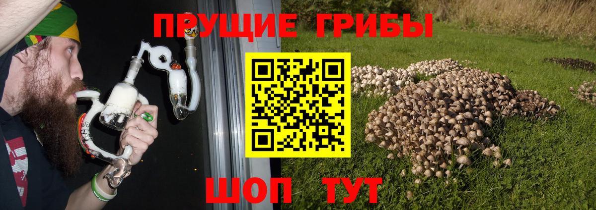 Псилоцибиновые грибы Psilocybe Вичуга